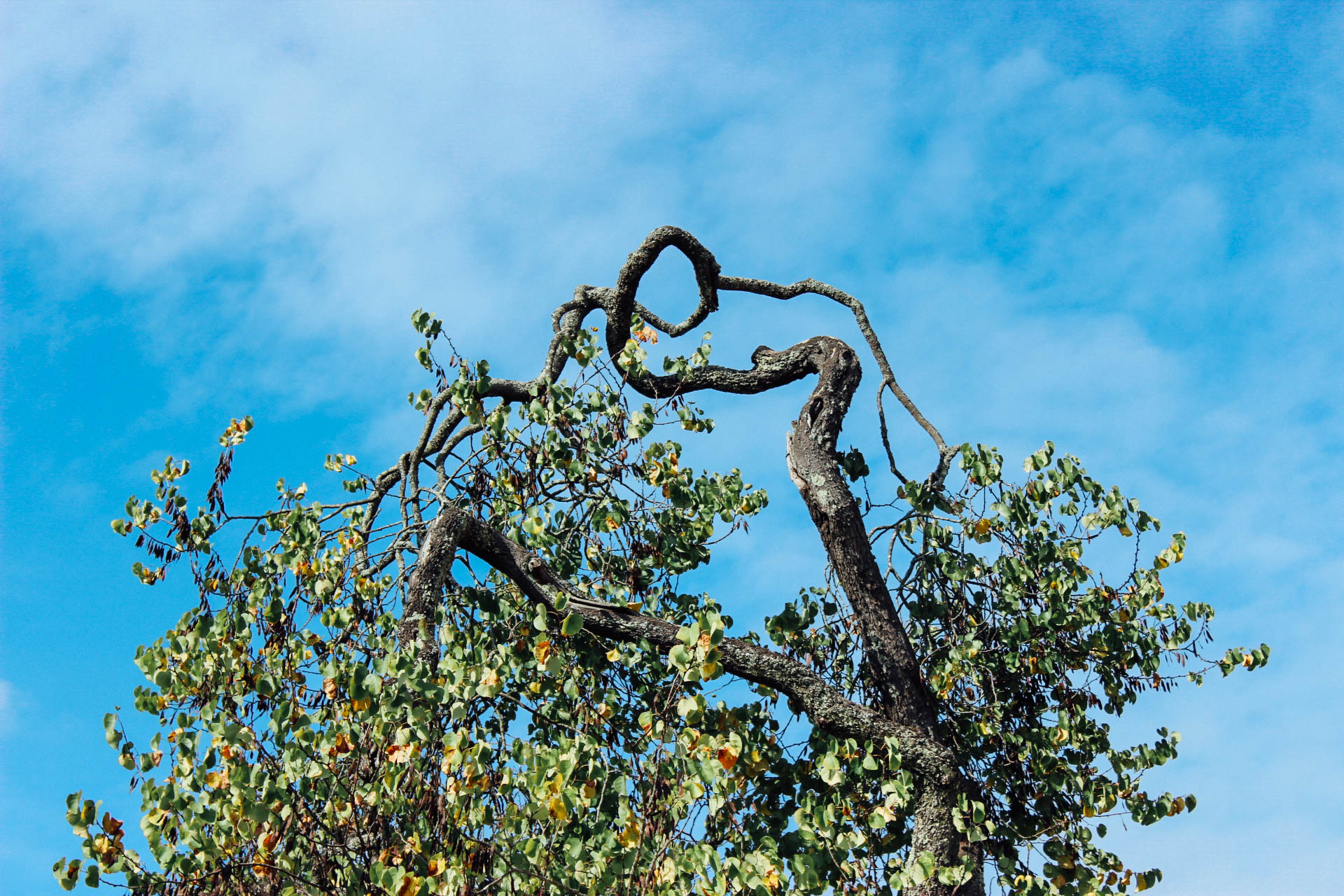 Jardim Quinta das Lágrimas (Estate of Tears Garden) Coimbra