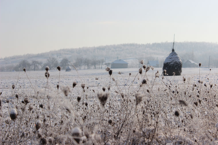 Frost-covered field of dried thistles with a church dome in the mist in Romania
