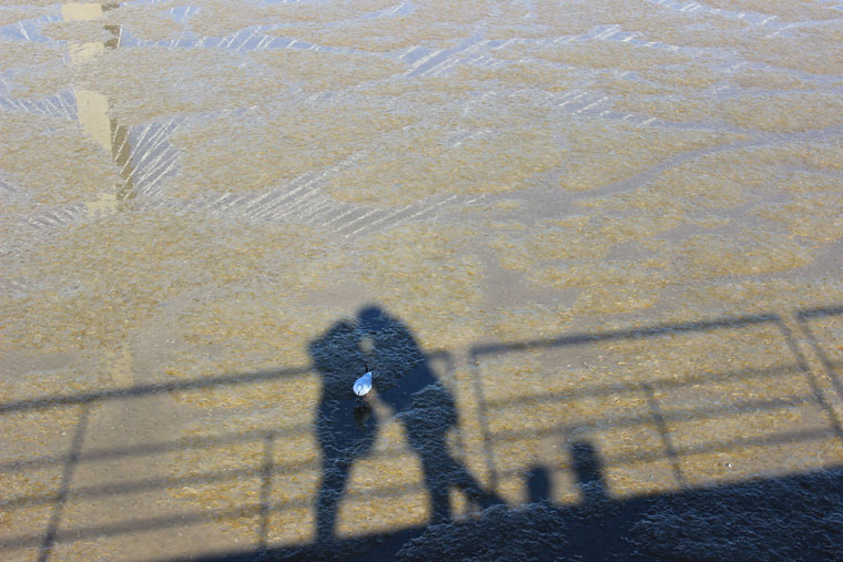 Under the Vasco da Gama Bridge - Where Two Go To