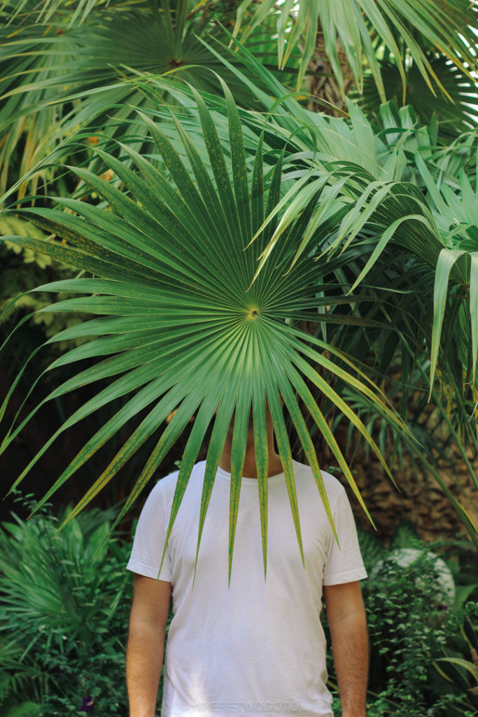 Hiding behind the greenery.