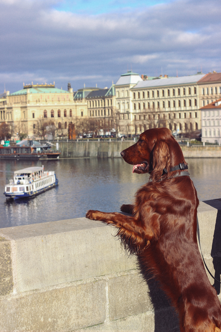 Red setter standing with its paws on a river wall looking out over the Vltava in Prague