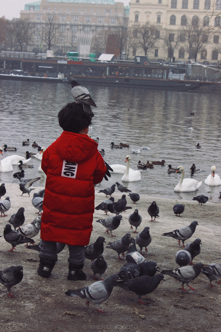 Child in a red coat surrounded by pigeons and swans on the bank of the Vltava in Prague
