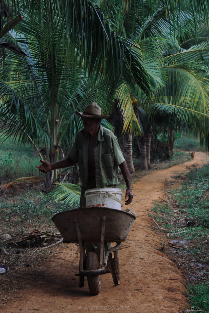 Working the land in Vinales.
