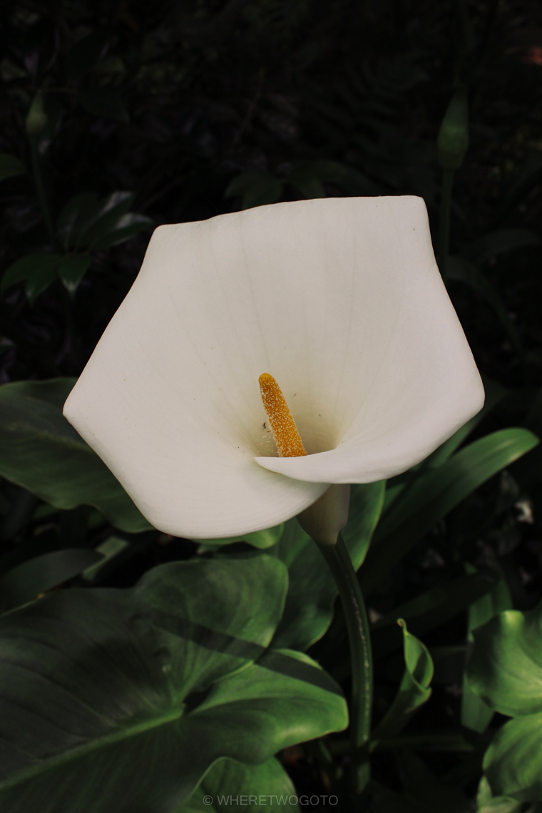 Visit Terra Nostra Park