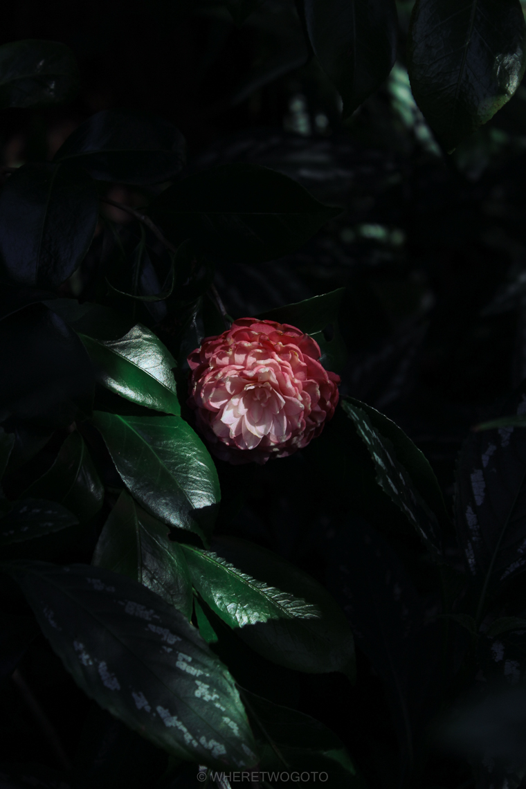 Single pink and white camellia flower among dark glossy leaves in Terra Nostra Park
