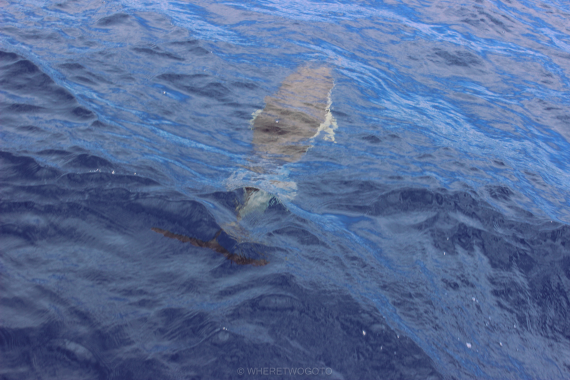 Whale watching São Miguel Island Where Two Go To