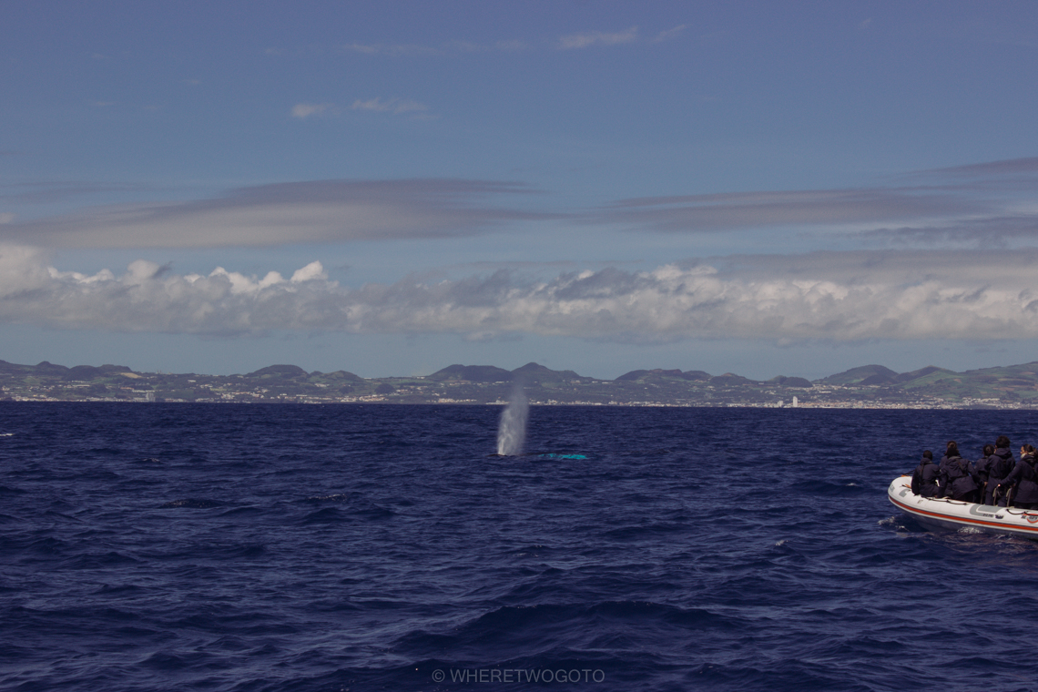 Whale watching São Miguel Island Where Two Go To