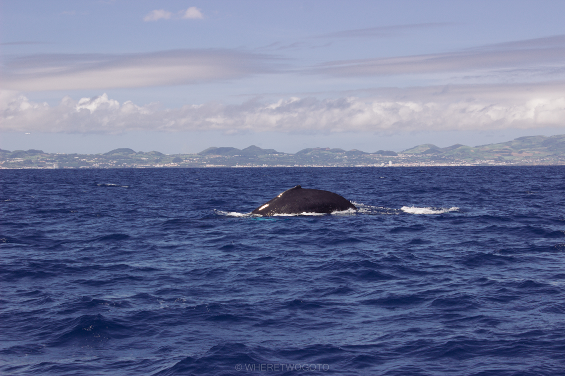 Whale watching São Miguel Island Where Two Go To
