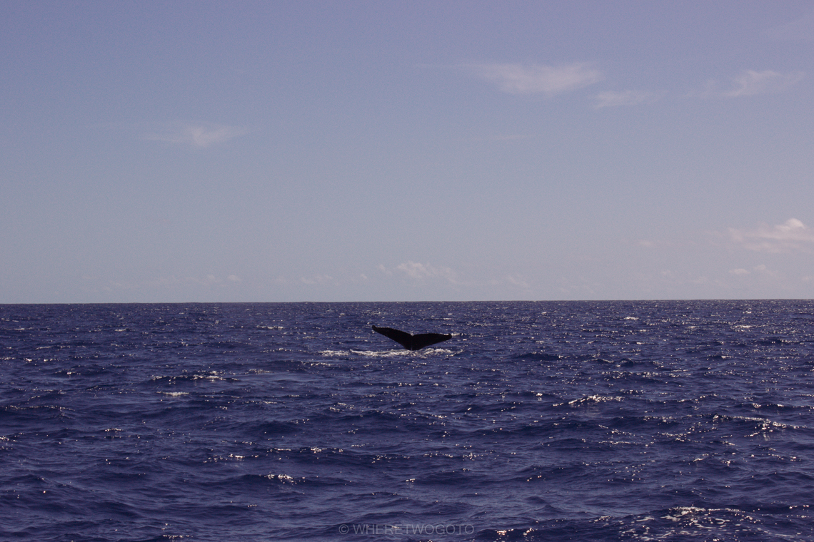 Whale watching São Miguel Island Where Two Go To
