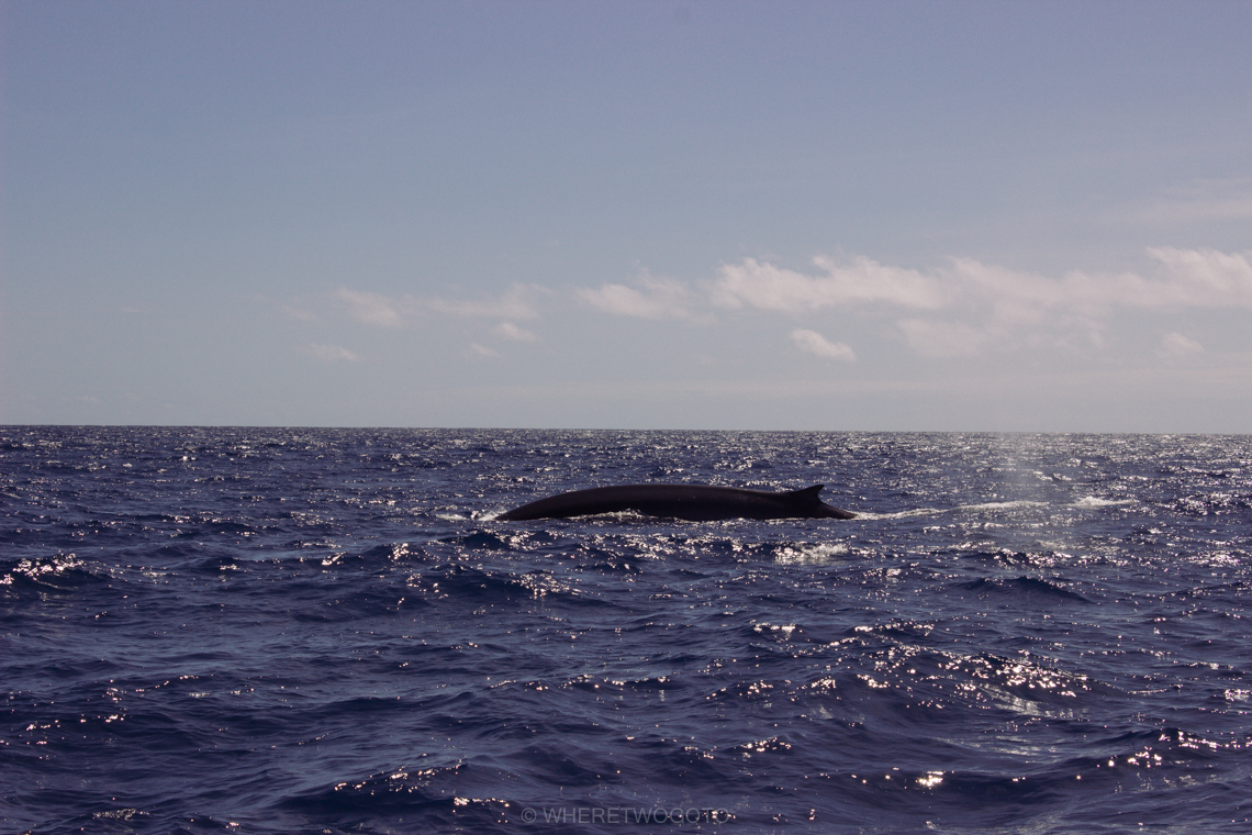 Whale watching São Miguel Island Where Two Go To