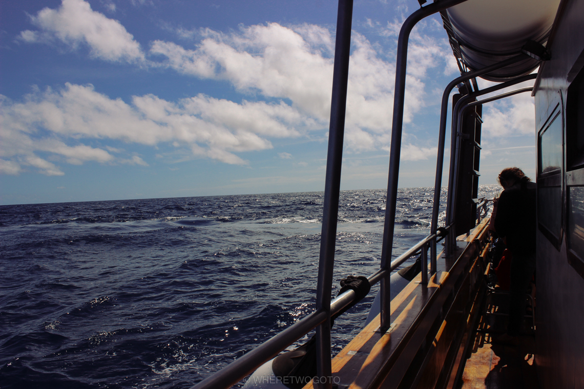 Whale watching São Miguel Island Where Two Go To