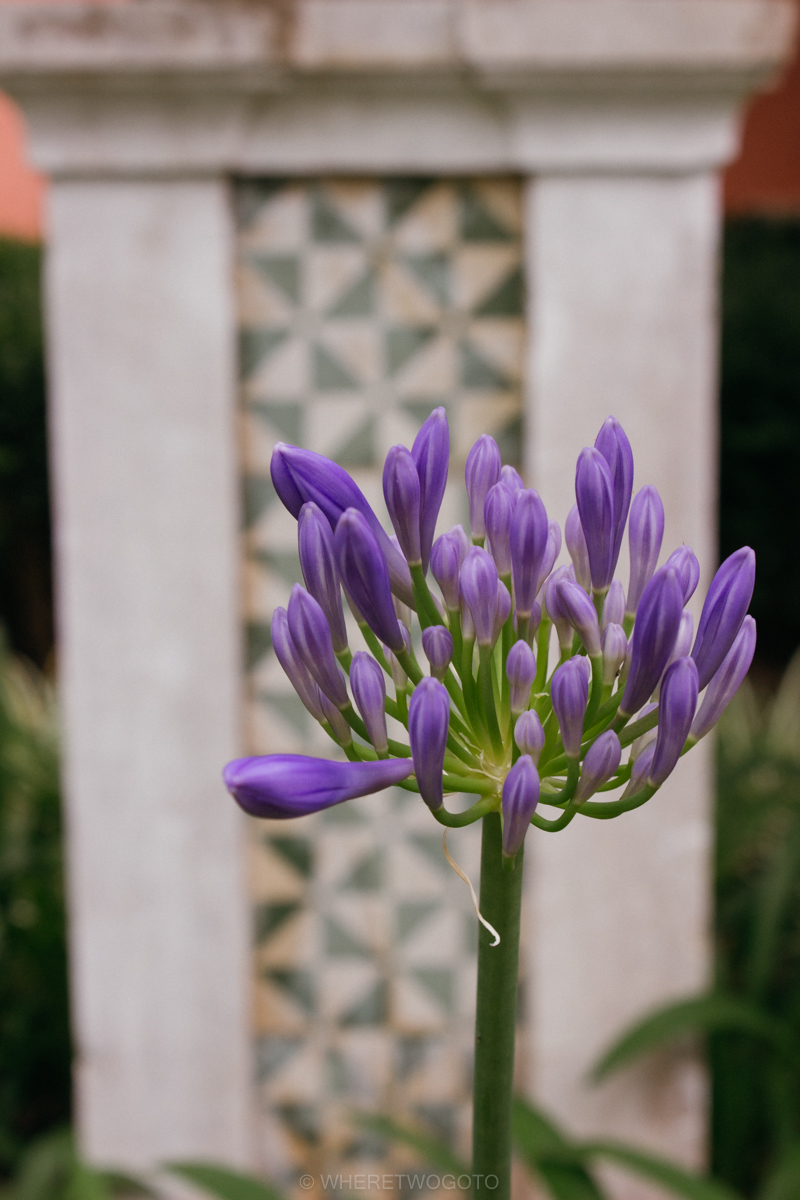 The Tropical Botanical Garden of Lisbon: a hidden green pearl