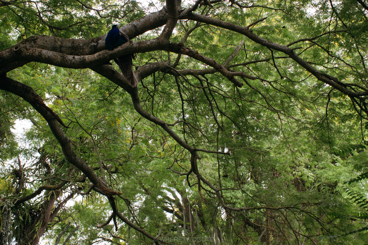 The Tropical Botanical Garden of Lisbon: a hidden green pearl