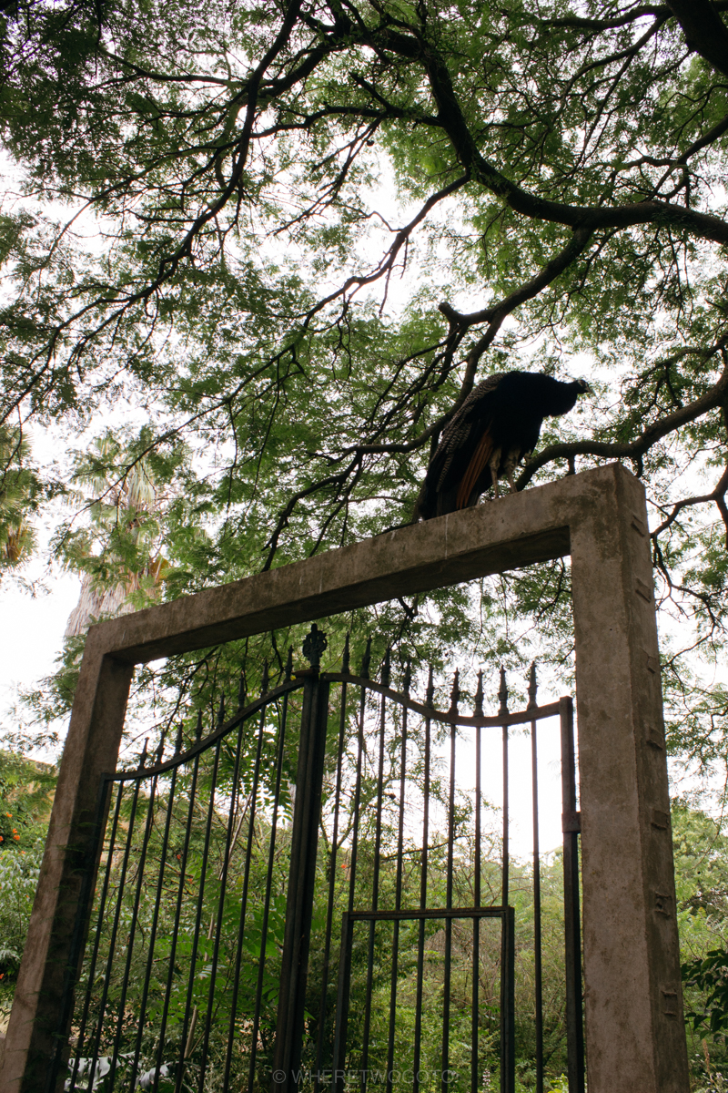 The Tropical Botanical Garden of Lisbon: a hidden green pearl