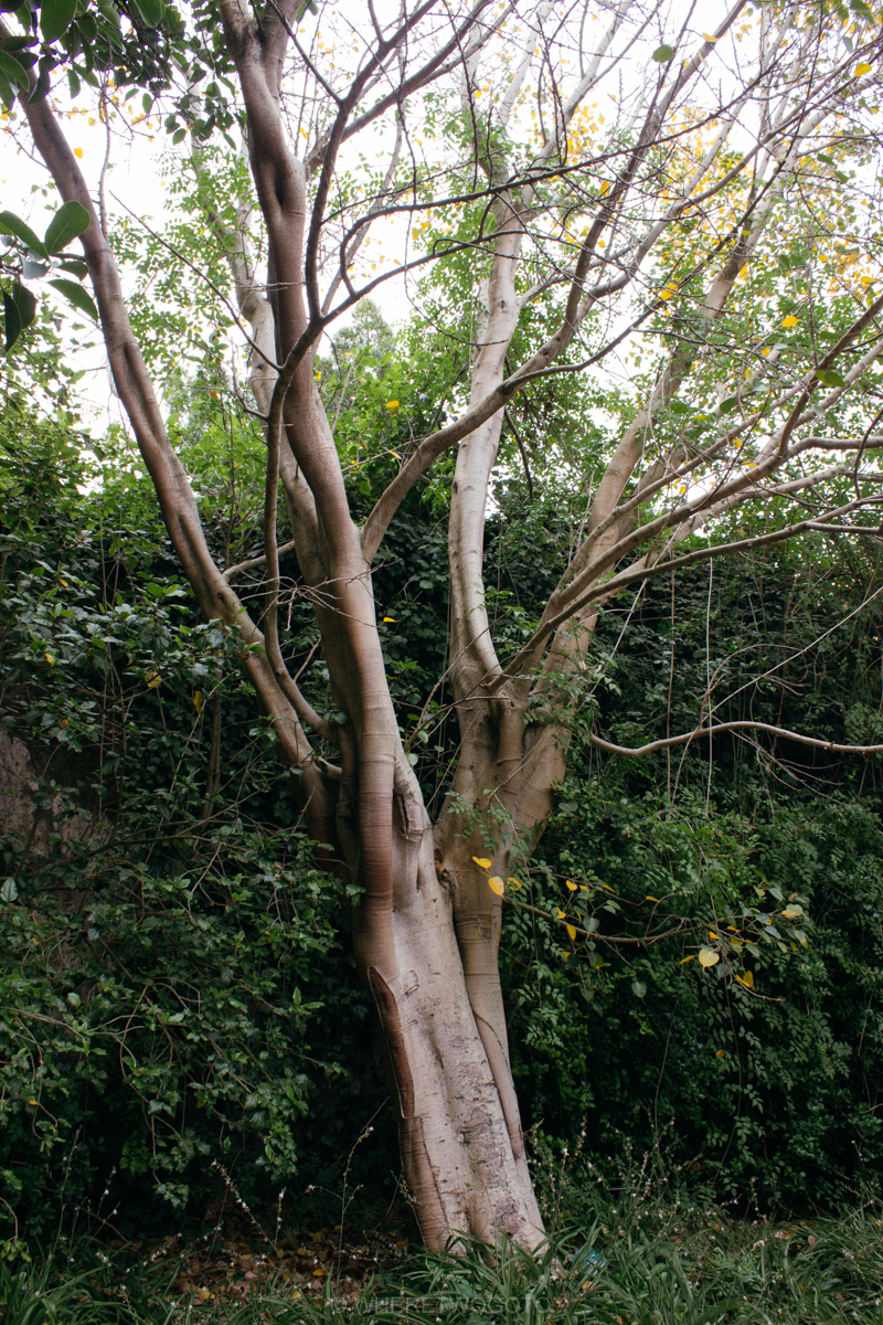 The Tropical Botanical Garden of Lisbon: a hidden green pearl