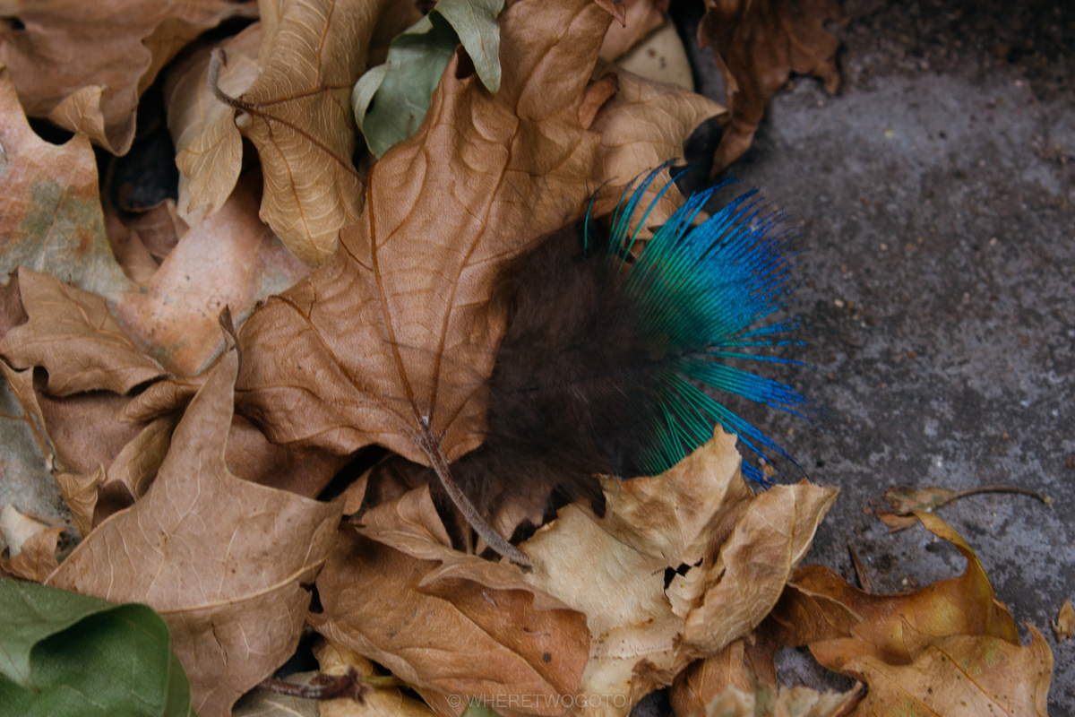 The Tropical Botanical Garden of Lisbon: a hidden green pearl
