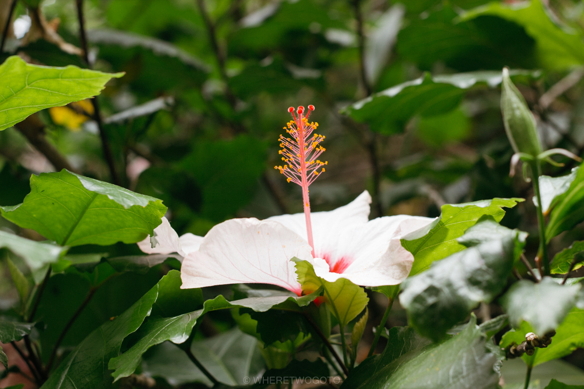 The Tropical Botanical Garden of Lisbon: a hidden green pearl