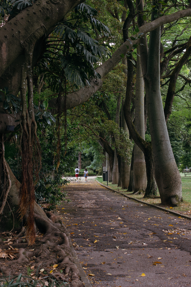 The Tropical Botanical Garden of Lisbon: a hidden green pearl