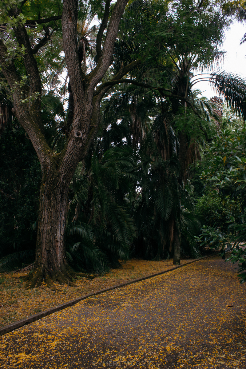 The Tropical Botanical Garden of Lisbon: a hidden green pearl