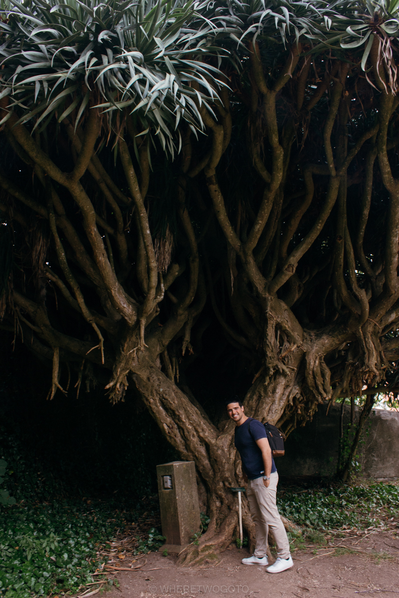 The Tropical Botanical Garden of Lisbon: a hidden green pearl