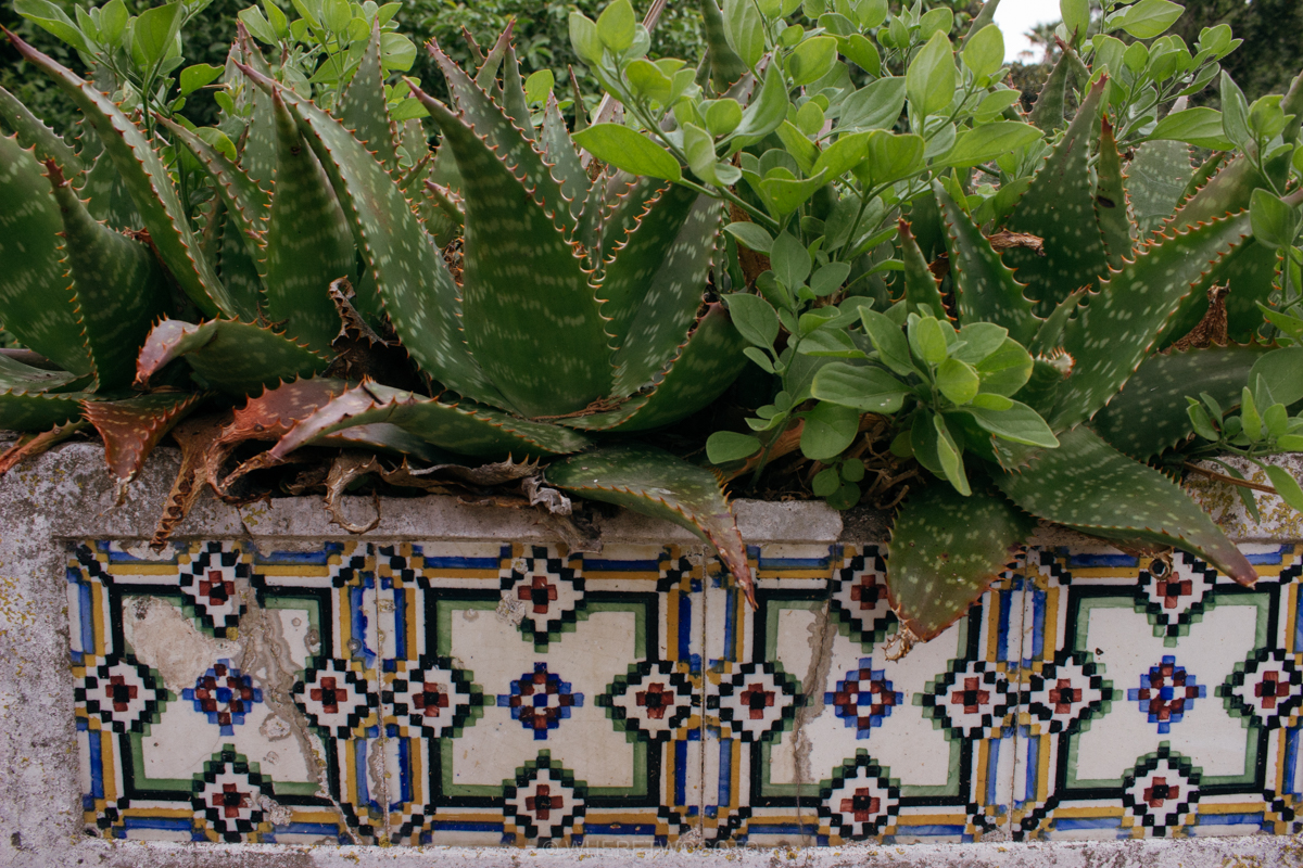 The Tropical Botanical Garden of Lisbon: a hidden green pearl