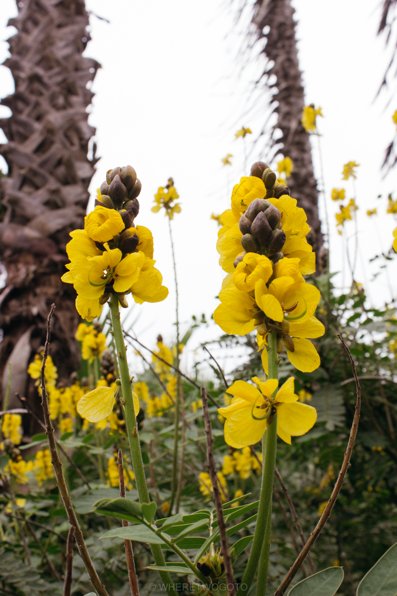 The Tropical Botanical Garden of Lisbon: a hidden green pearl