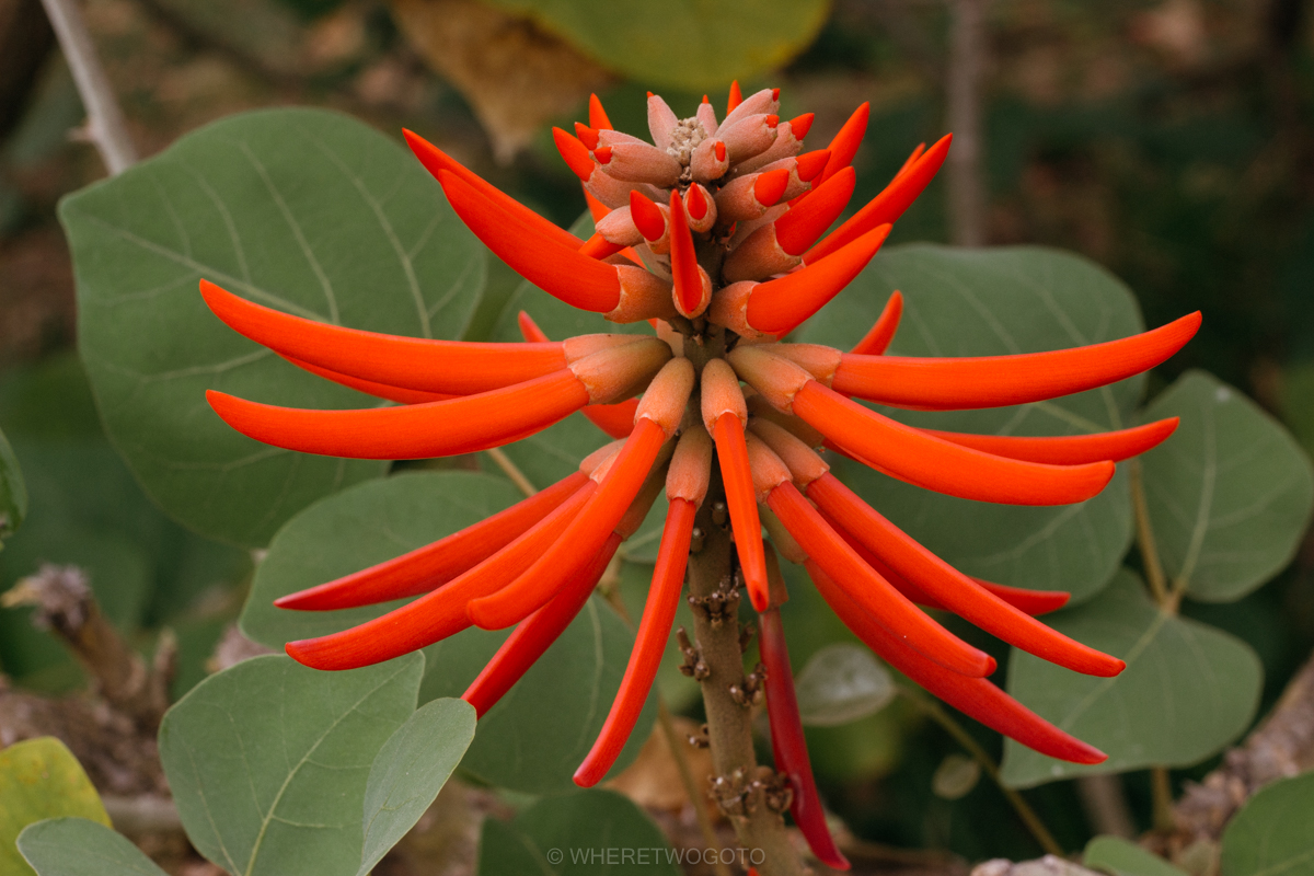 The Tropical Botanical Garden of Lisbon: a hidden green pearl
