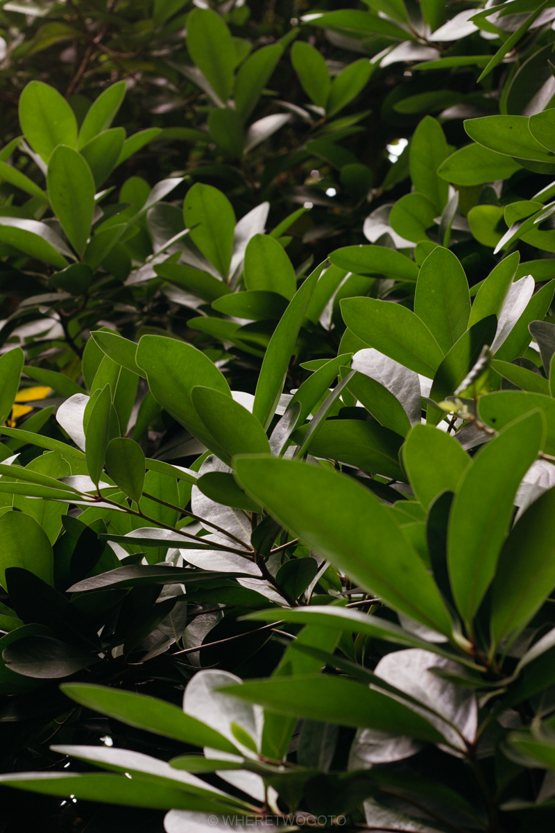 The Tropical Botanical Garden of Lisbon: a hidden green pearl