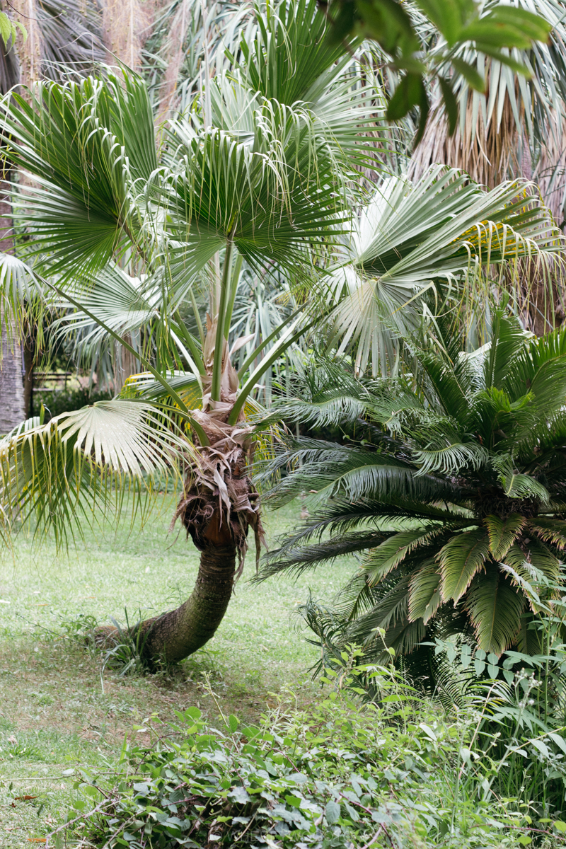 The Tropical Botanical Garden of Lisbon: a hidden green pearl