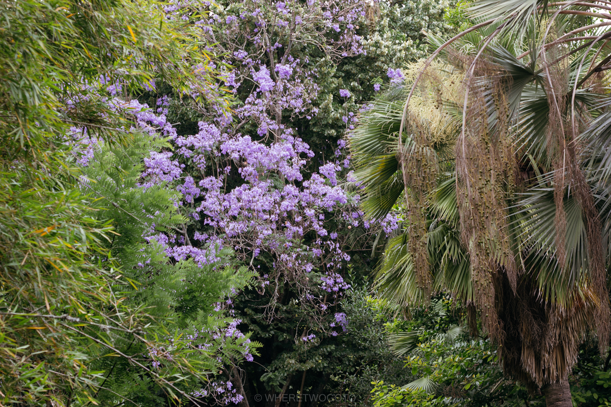 The Tropical Botanical Garden of Lisbon: a hidden green pearl