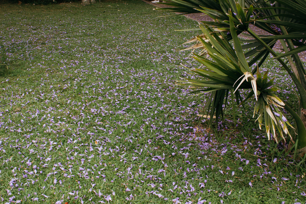 The Tropical Botanical Garden of Lisbon: a hidden green pearl