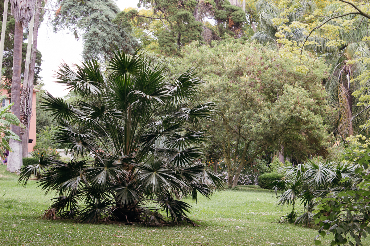 The Tropical Botanical Garden of Lisbon: a hidden green pearl