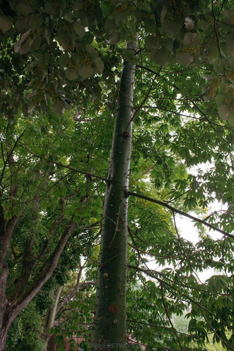 The Tropical Botanical Garden of Lisbon: a hidden green pearl