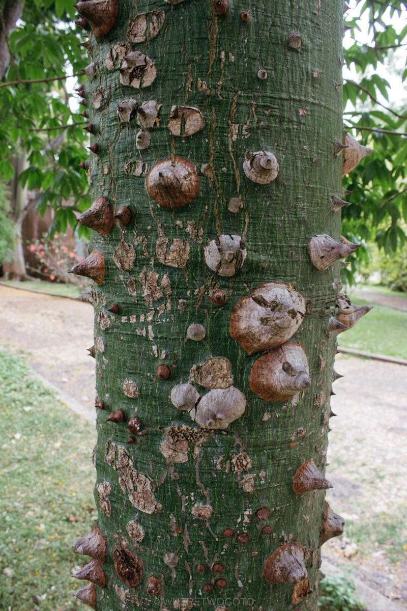 The Tropical Botanical Garden of Lisbon: a hidden green pearl