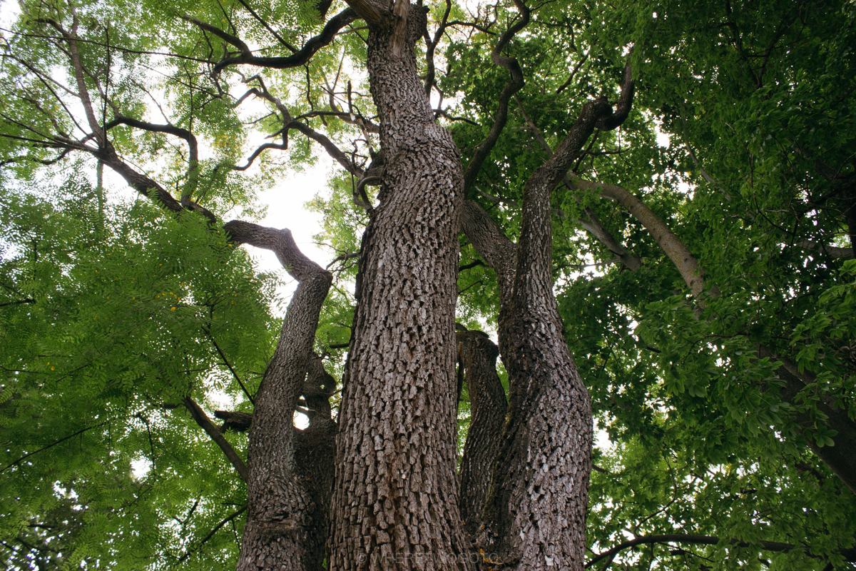 The Tropical Botanical Garden of Lisbon: a hidden green pearl