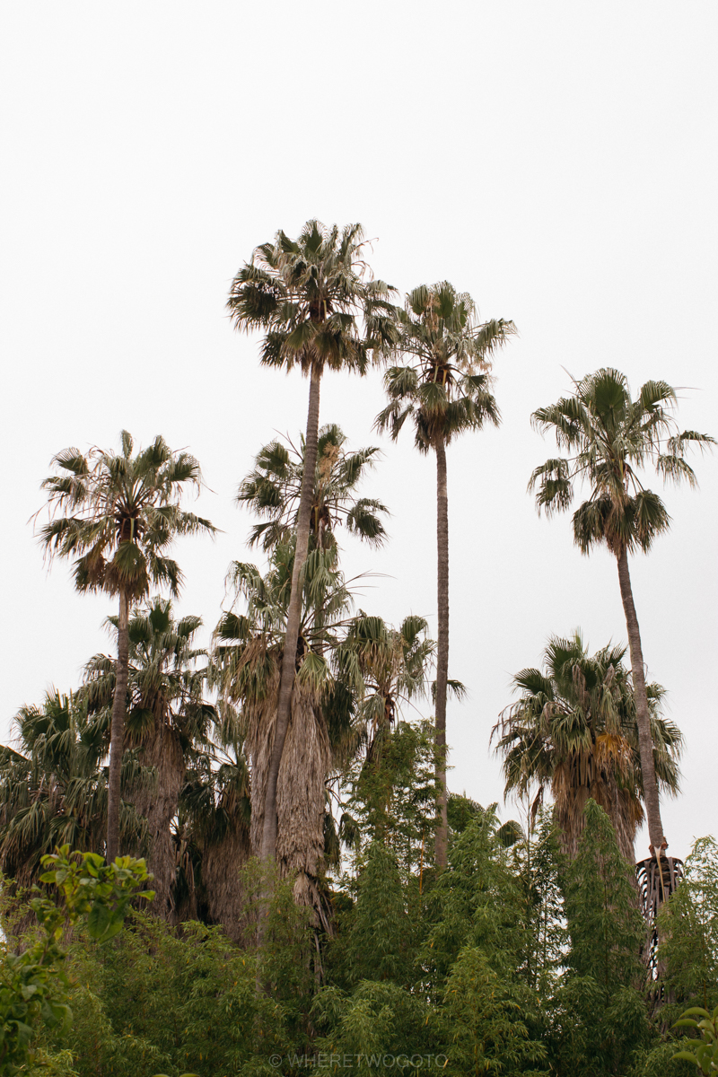 The Tropical Botanical Garden of Lisbon: a hidden green pearl
