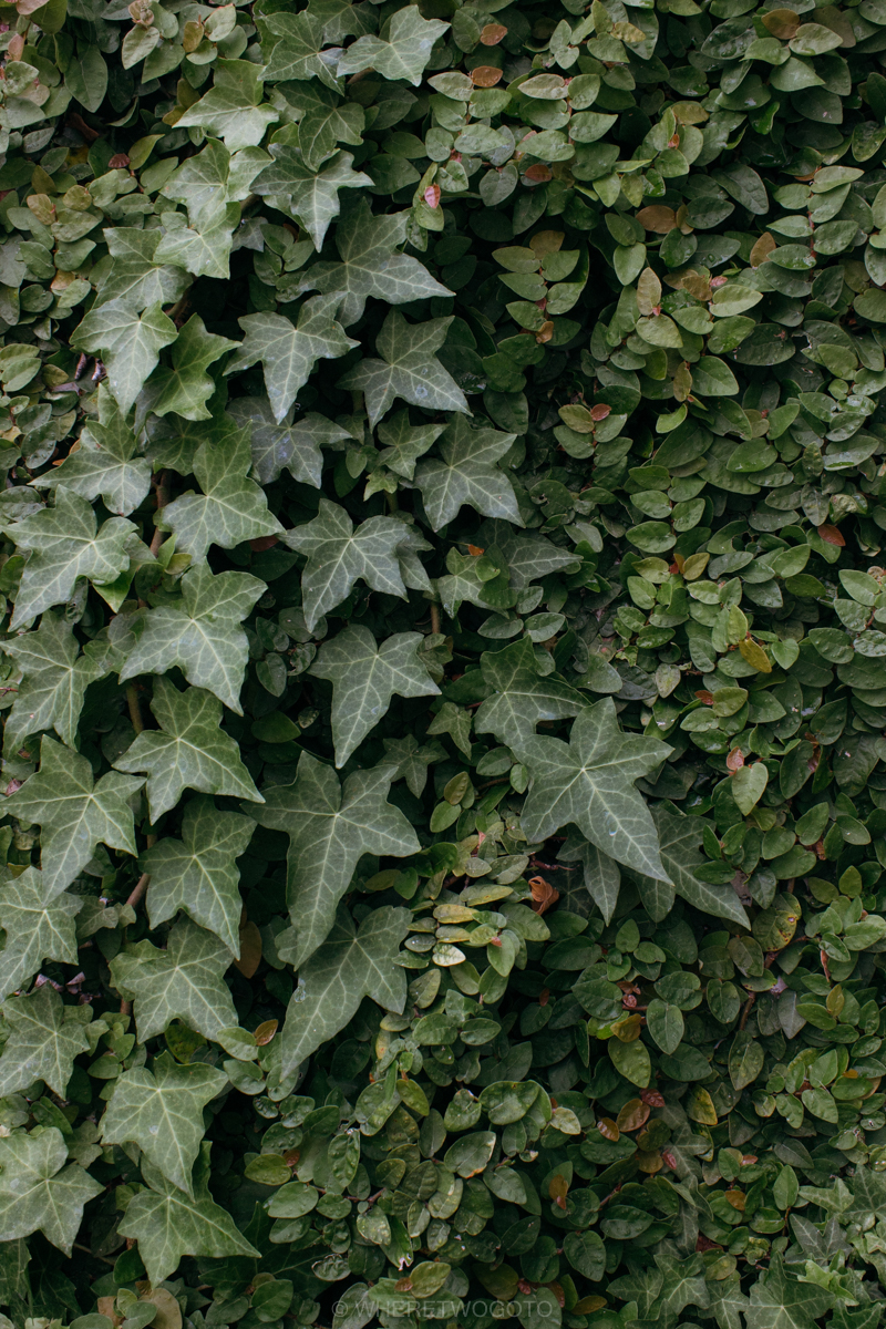 The Tropical Botanical Garden of Lisbon: a hidden green pearl
