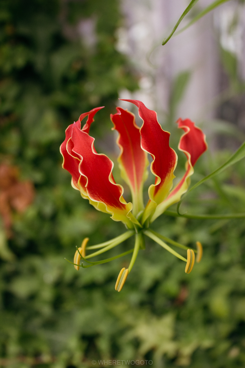 The Tropical Botanical Garden of Lisbon: a hidden green pearl