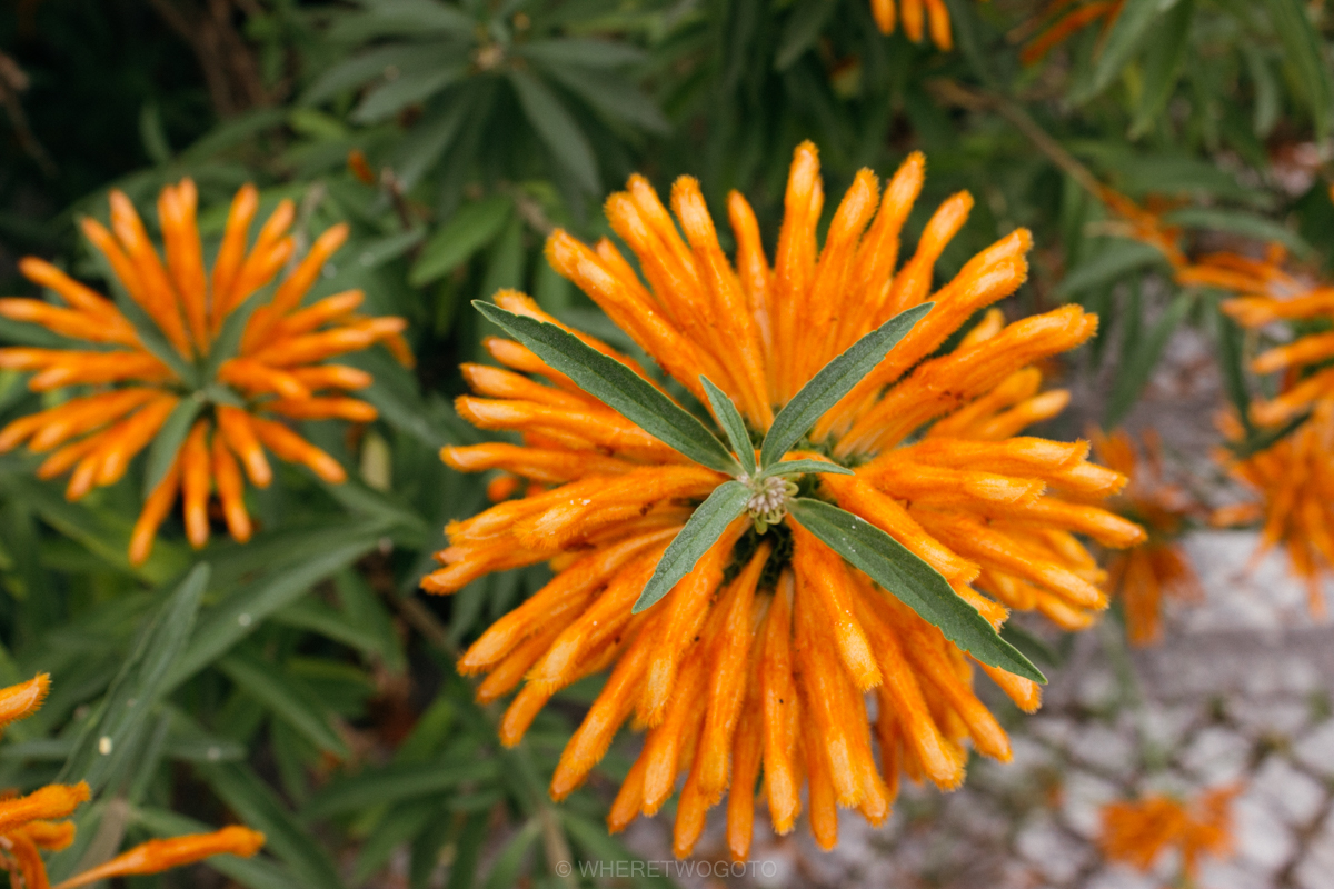 The Tropical Botanical Garden of Lisbon: a hidden green pearl