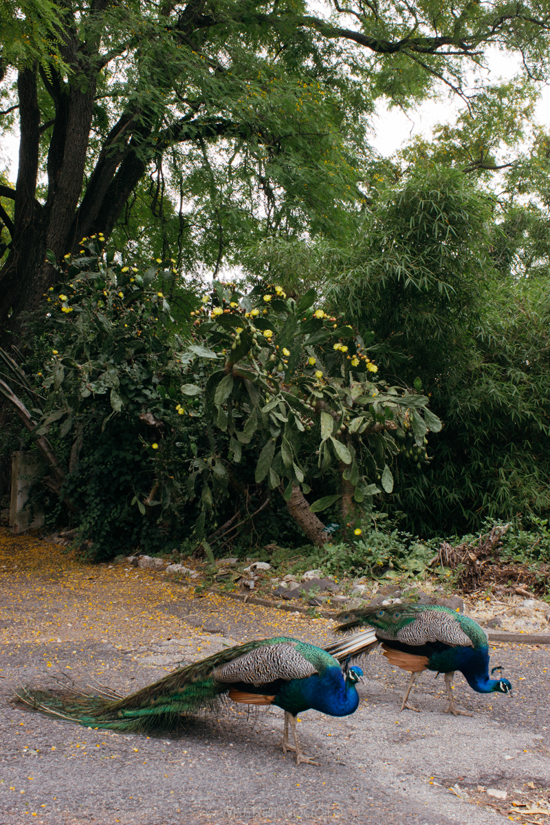 The Tropical Botanical Garden of Lisbon: a hidden green pearl