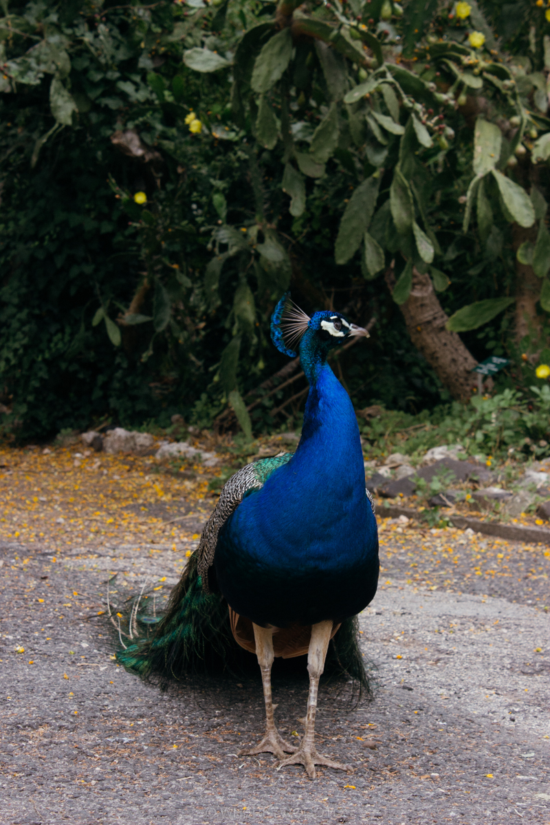 The Tropical Botanical Garden of Lisbon: a hidden green pearl