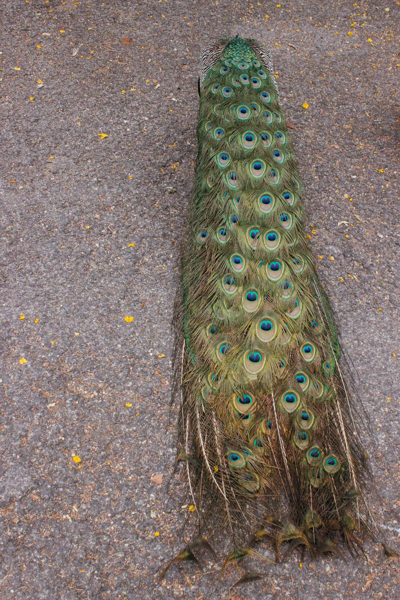 The Tropical Botanical Garden of Lisbon: a hidden green pearl