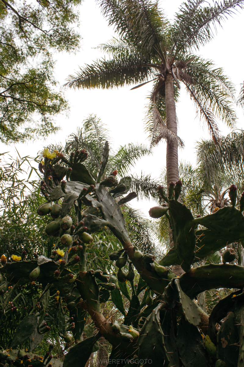 The Tropical Botanical Garden of Lisbon: a hidden green pearl