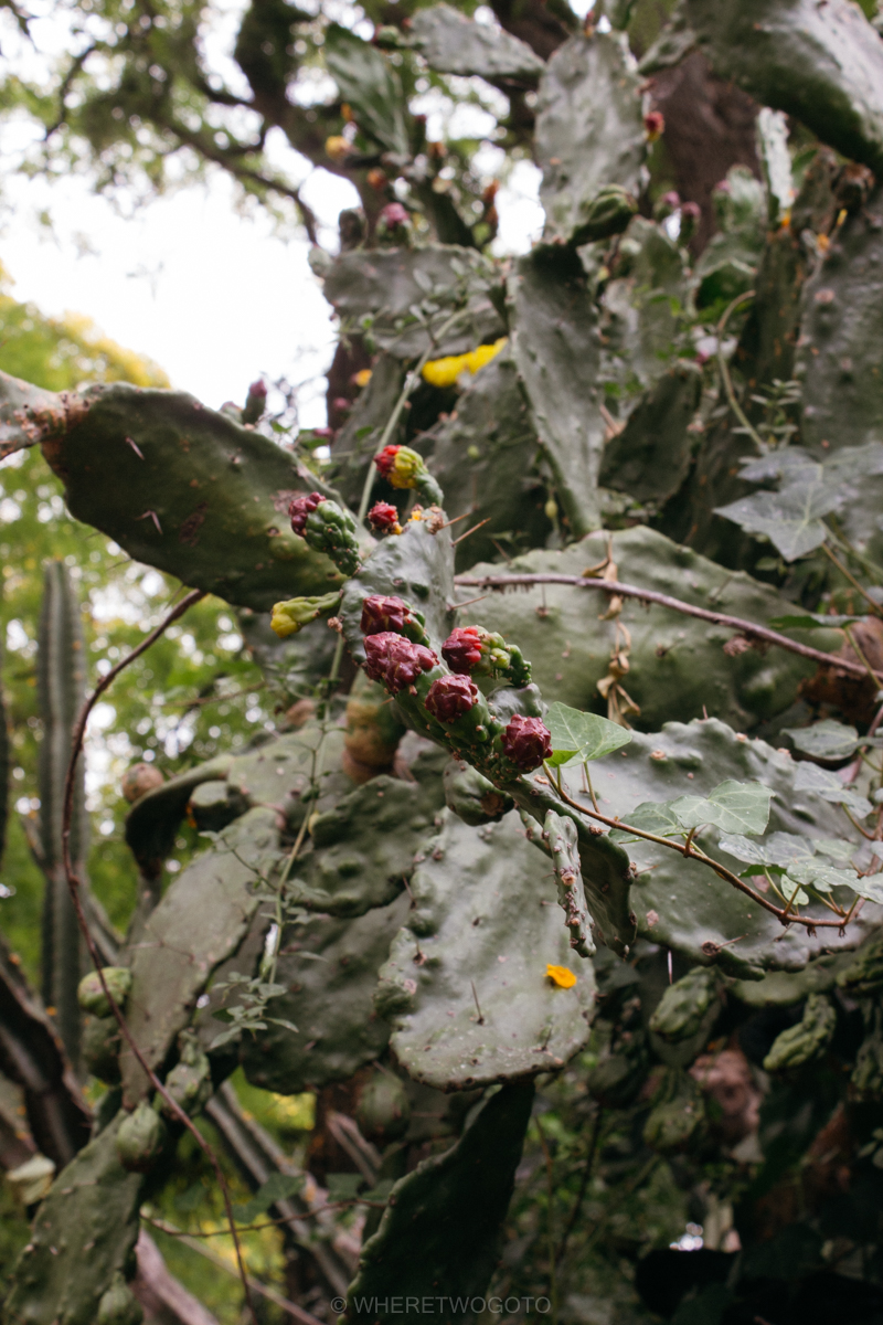 The Tropical Botanical Garden of Lisbon: a hidden green pearl
