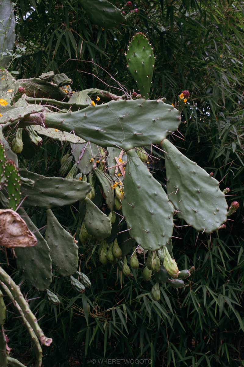 The Tropical Botanical Garden of Lisbon: a hidden green pearl