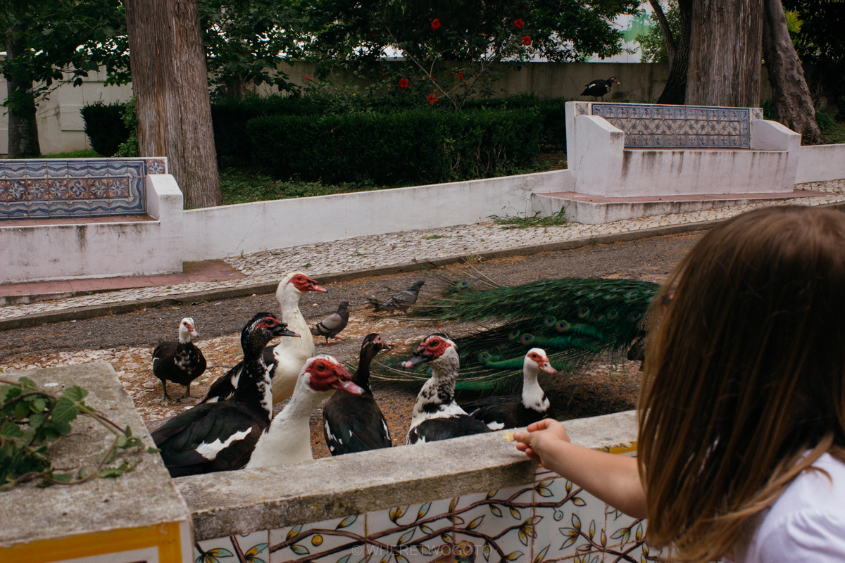 The Tropical Botanical Garden of Lisbon: a hidden green pearl