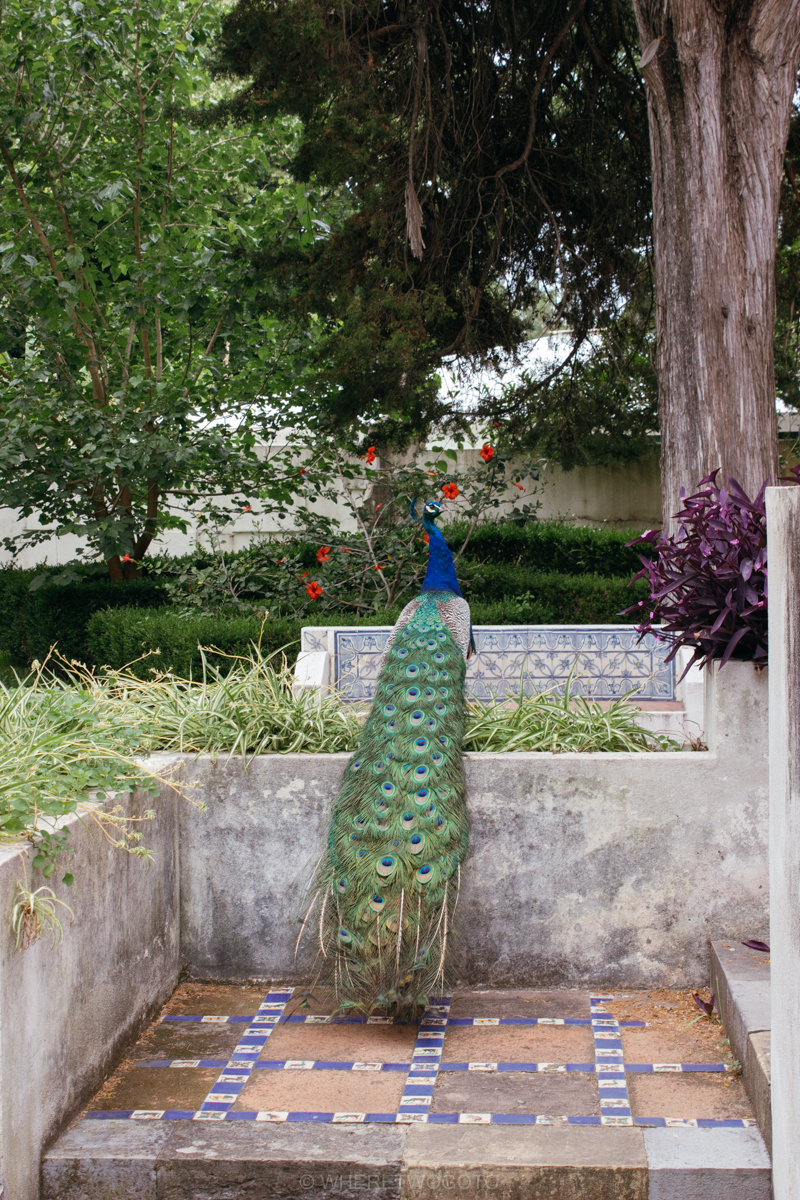 The Tropical Botanical Garden of Lisbon: a hidden green pearl