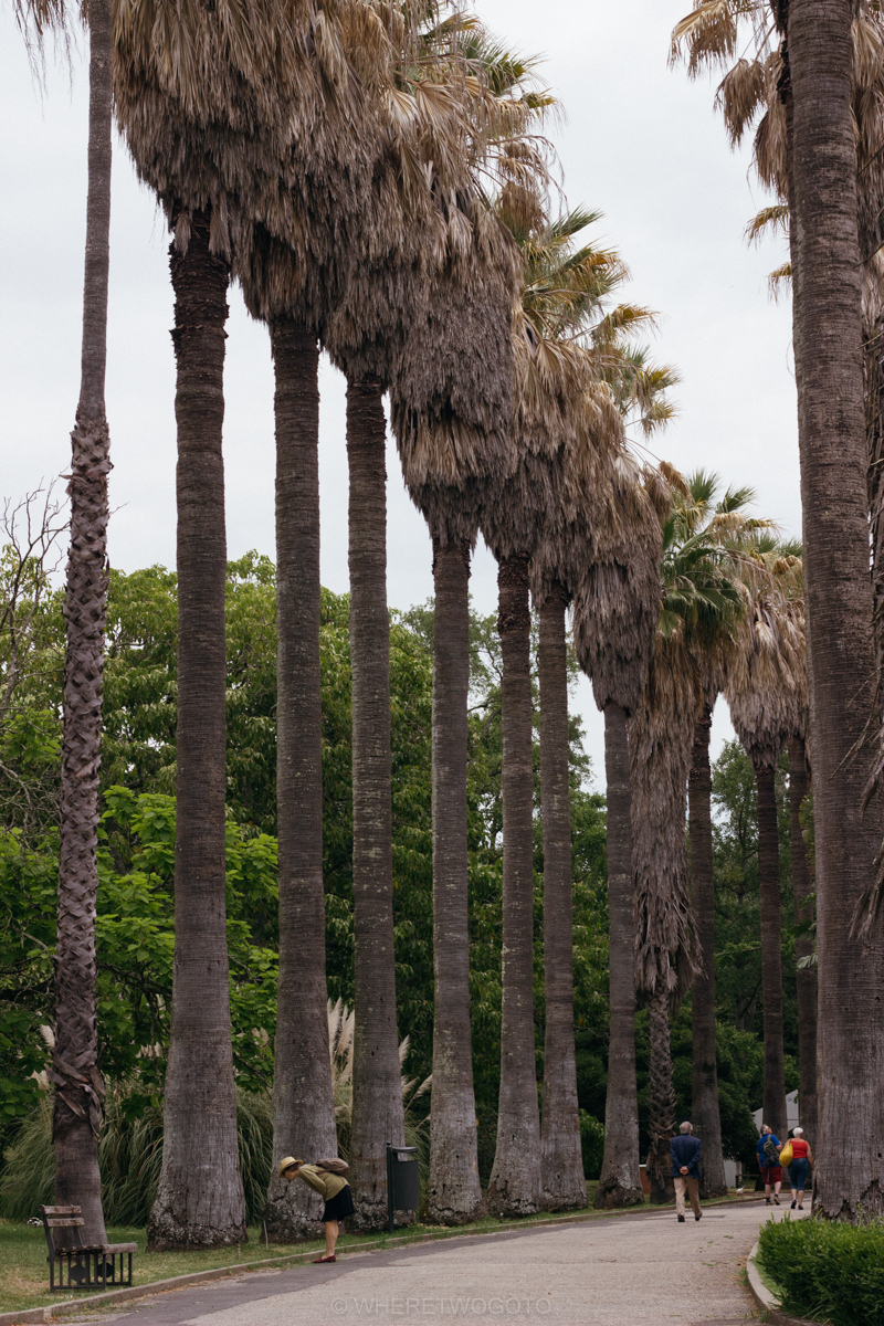 The Tropical Botanical Garden of Lisbon: a hidden green pearl